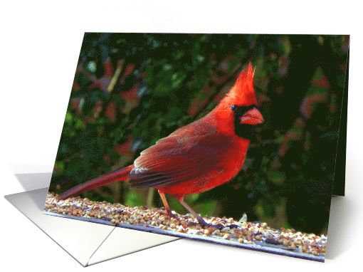 Happy Birthday Cardinal card (773081)