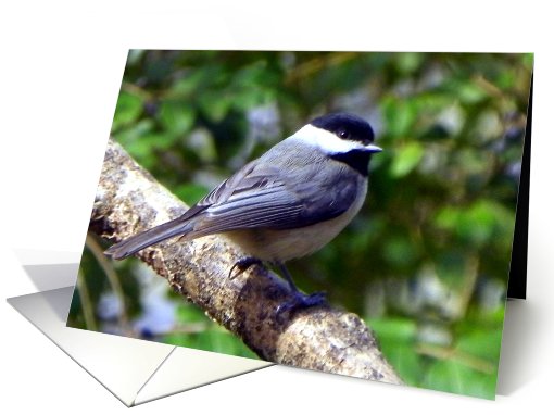 Get Well Chickadee card (773084)