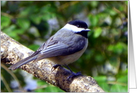 Get Well Chickadee card