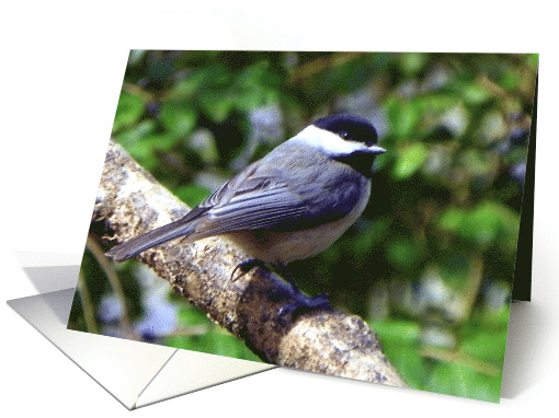 Thinking of You Chickadee card (773089)
