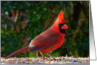 Thinking of You Cardinal card