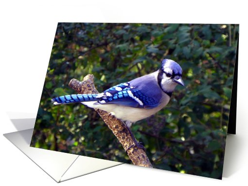 Thinking of You Blue Jay card (773092)