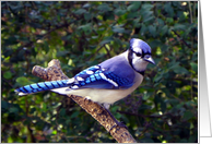 Thinking of You Blue Jay card