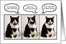 Tuxedo Cat Birthday Humor card