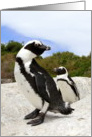 African Penguins Blank Note Card