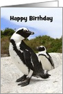 Happy Birthday African Penguins, Custom Text card