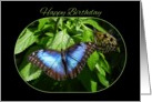 Blue Morpho Butterfly Happy Birthday card