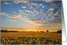 Sunflower Field at Sunset Blank Notecard card
