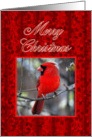 Merry Christmas Cardinal and Holly card