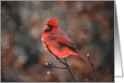 Cardinal Braving a Snowstorm card