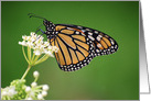 Female Monarch Butterfly on White Milkweed Flower card