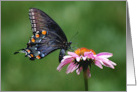 Black Swallowtail Butterfly on Pink Coneflower Blank Note Card