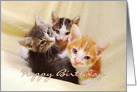 Happy Birthday Three Kittens card