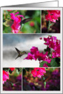 Green-throated Carib Hummingbird, St. John, U.S. Virgin Islands card