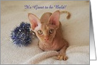 Get Well, Sphinx Cat, Bald Humor, Custom Text card