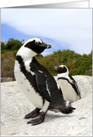 African Penguins Blank Note Card