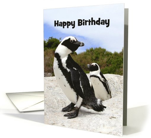 Happy Birthday African Penguins, Custom Text card (1028903)