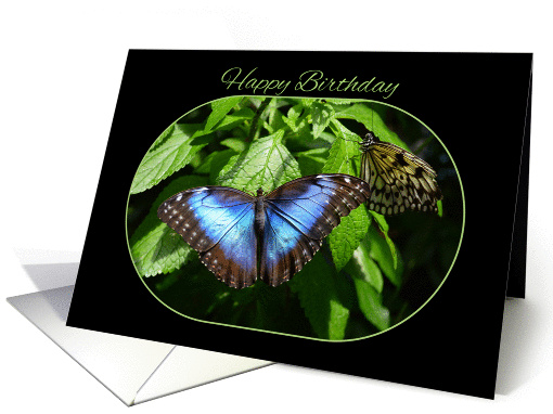 Blue Morpho Butterfly Happy Birthday card (1143700)