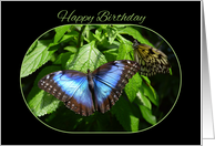 Blue Morpho Butterfly Happy Birthday card