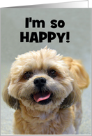 Happy Shih Tzu Happy Birthday card