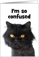 Confused Persian Cat...