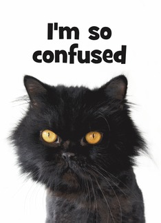 Confused Persian Cat...
