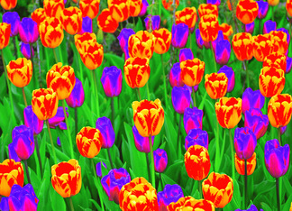 Pop Art Neon Tulips...