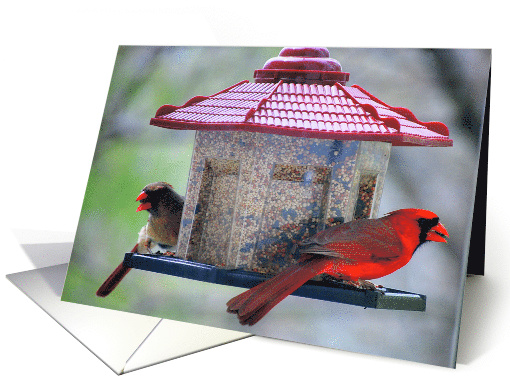 A Beautiful Cardinal Couple (to couple) card (404564)