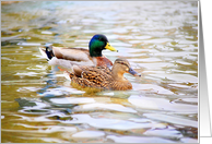 Mallards Happy Anniversary Lucky Ducks (for wife) card