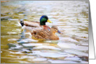 Mallards Happy Anniversary Lucky Ducks (for wife) card