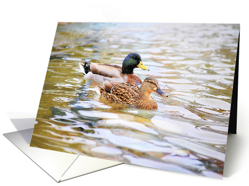 Lucky Ducks Happy Anniversary for Husband card (404577)