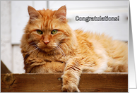 Top Cat -- congratulations on promotion card