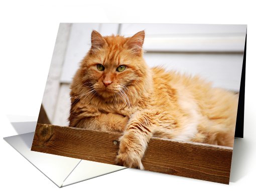 Proud Cat Blank Note card (405545)