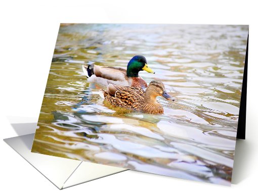 Lucky Ducks -- Mallards Anniversary Congratulations to Couple card