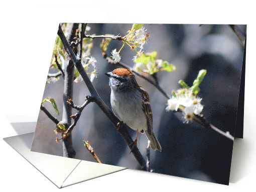 Sparrow - encouragement card (407756)