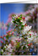 Apple Blossoms - blank card