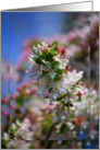 Apple Blossoms - blank card