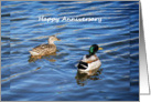 Mallard Duck couple --Happy Anniversary card