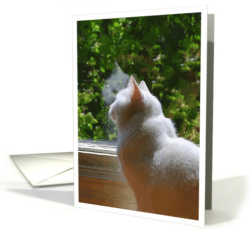 Watching White Cat Blank Notecard card (414972)