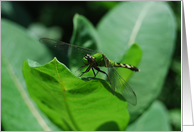 Dragonfly on Milkweed Blank Notecard card