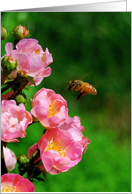 Honeybee with Wild...