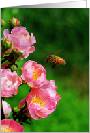Honeybee with Wild Roses - Blank card