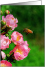 Honeybee with Wild Roses - Blank card