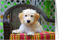 Golden Doodle Puppy Blank Note card