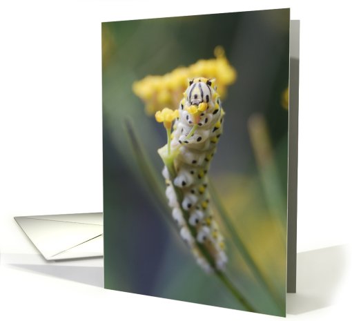 Black Swallowtail caterpillar on Bronze Fennel FLower - Blank card