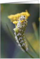 Black Swallowtail caterpillar on Bronze Fennel FLower - Blank card