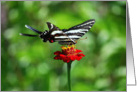 Zebra Swallowtail Butterfly Blank card