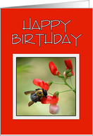 Happy Birthday -- Carpenter Bee on Red Bean Flower card