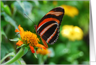 Orange Banded Longwing Butterfly Happy Birthday card