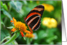 Orange Banded Longwing Butterfly Happy Birthday card